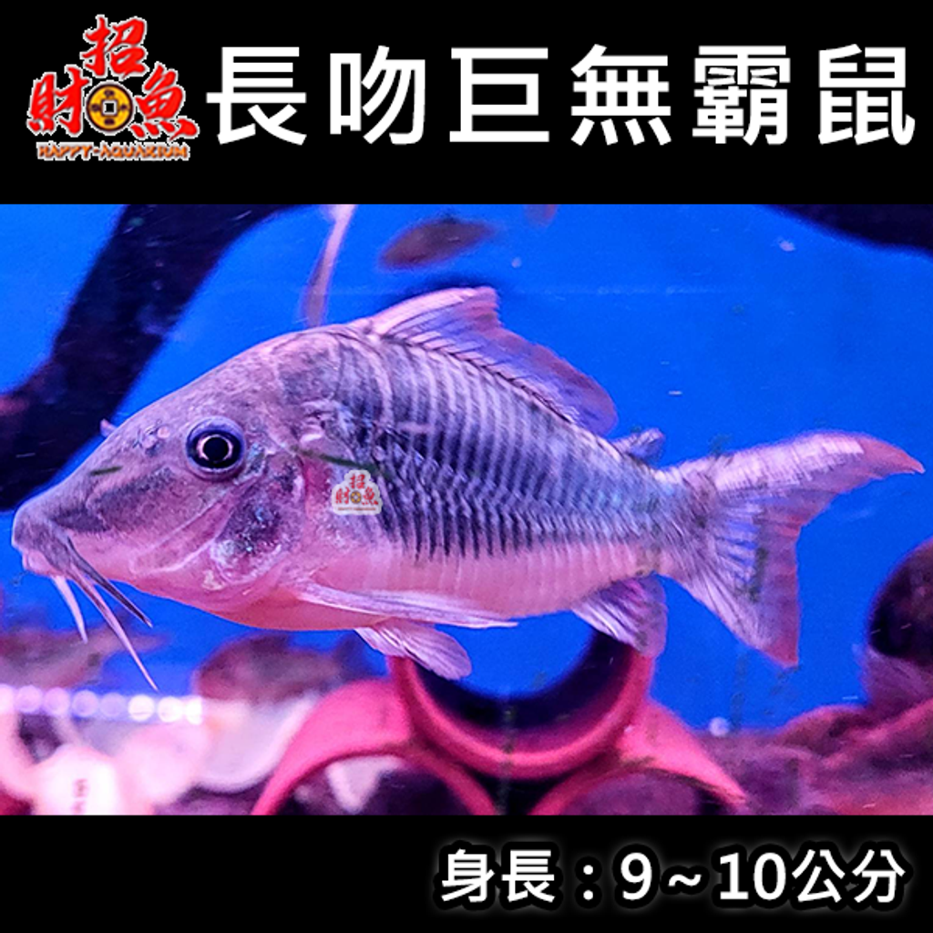 E13-鼠魚-長吻巨無霸鼠-1