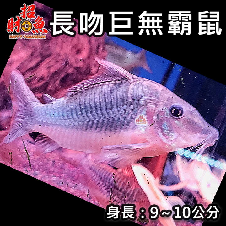 E13-鼠魚-長吻巨無霸鼠-2
