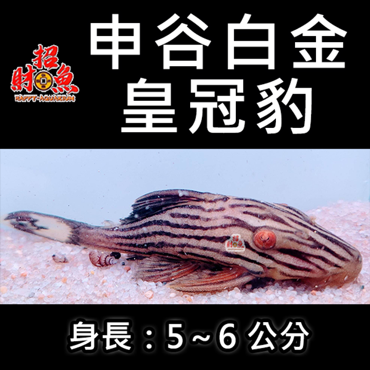 G05-異形-申谷白金皇冠豹-2