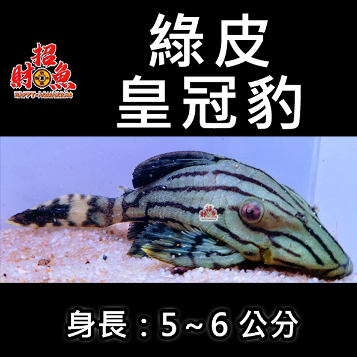 G06-異形-綠皮皇冠豹-2