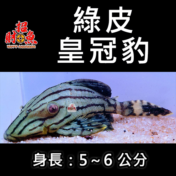 G06-異形-綠皮皇冠豹-1