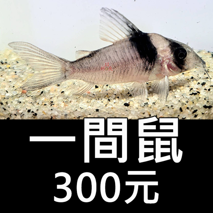 E14-鼠魚-一間鼠 300