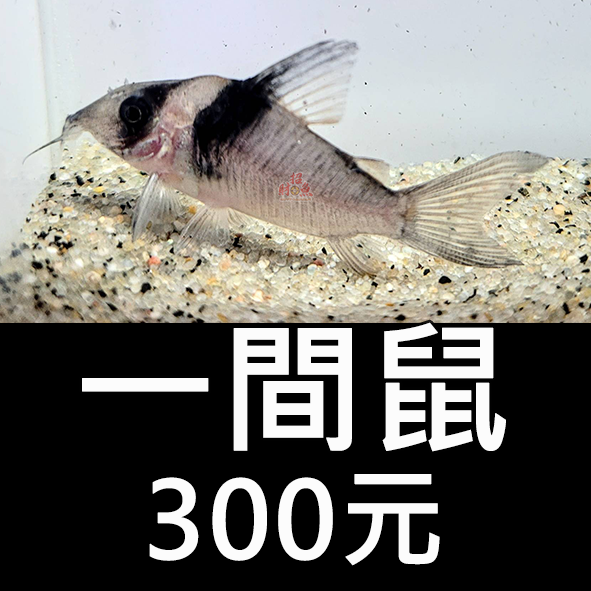 69445482.png
