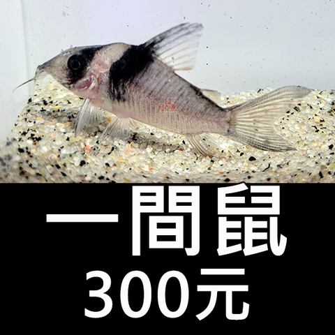 E14-鼠魚-一間鼠 300-2