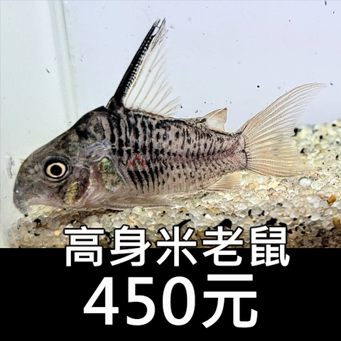 E15-鼠魚-高身米老鼠 450-2