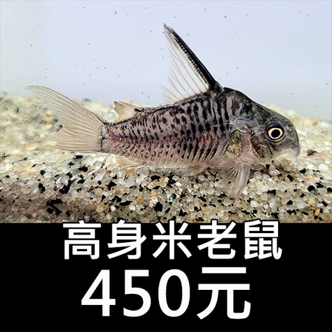 E15-鼠魚-高身米老鼠 450