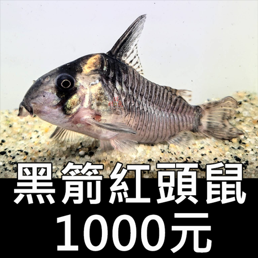 E16-鼠魚-黑箭紅頭鼠 1000-2