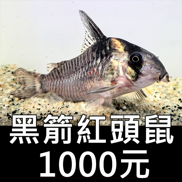 E16-鼠魚-黑箭紅頭鼠 1000