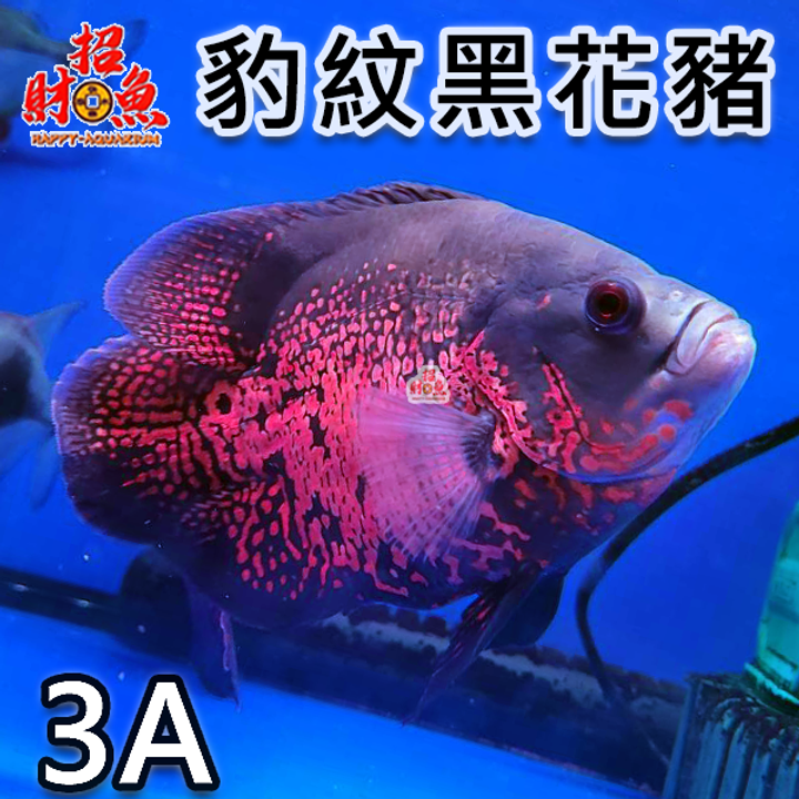 B64-龍魚缸友-豹紋黑花豬-3A-1