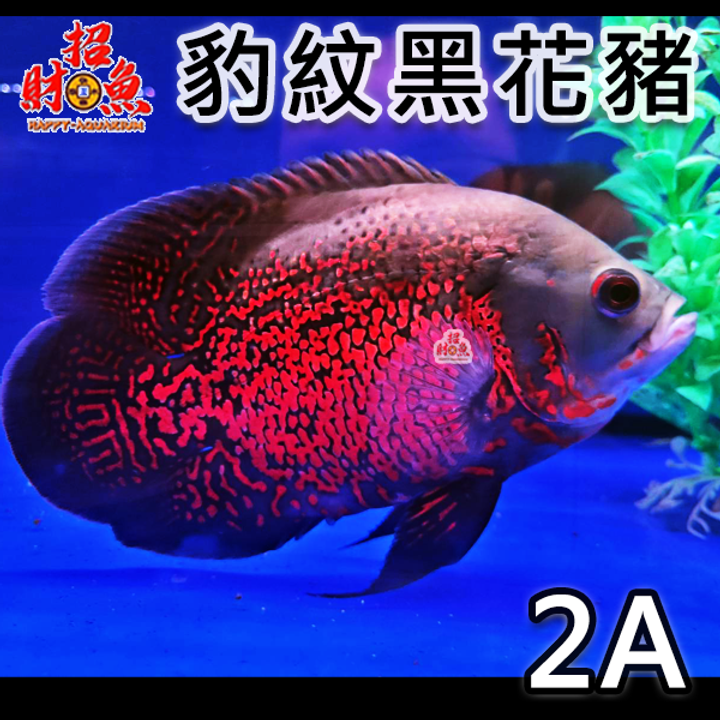 B64-龍魚缸友-豹紋黑花豬-2A-3