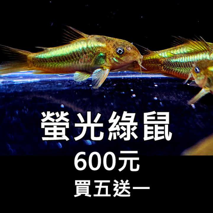 E17-鼠魚-螢光綠鼠