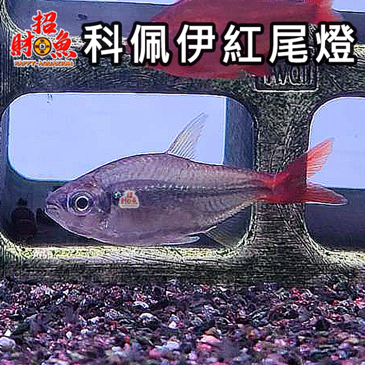 H01-科佩伊紅尾燈-1