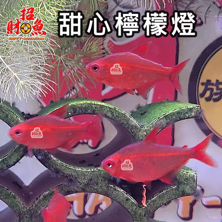 H02-燈科魚-甜心檸檬燈 250元 買五送一