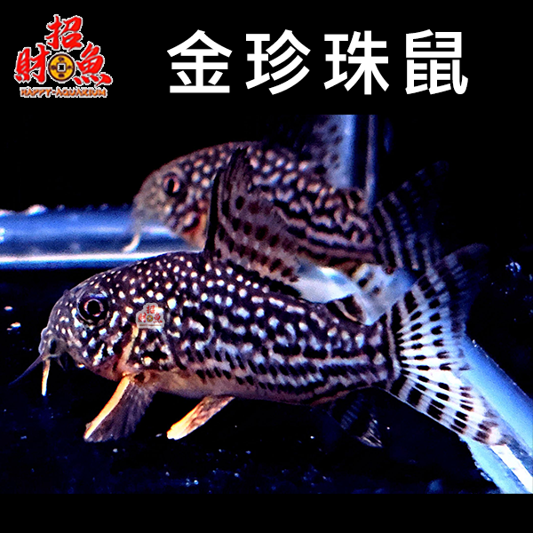 E18-鼠魚-金珍珠鼠-1