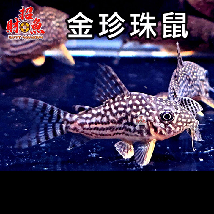 E18-鼠魚-金珍珠鼠-2