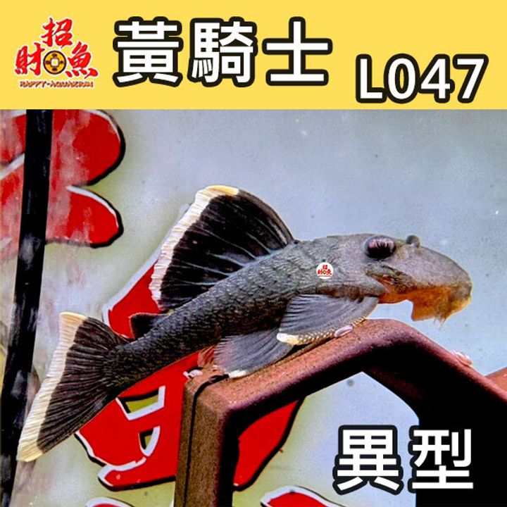 G07-L047-黃騎士-1