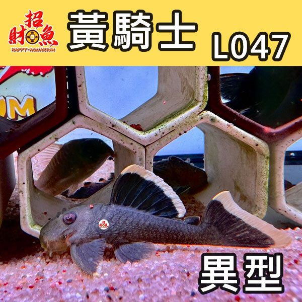 G07-L047-黃騎士-2