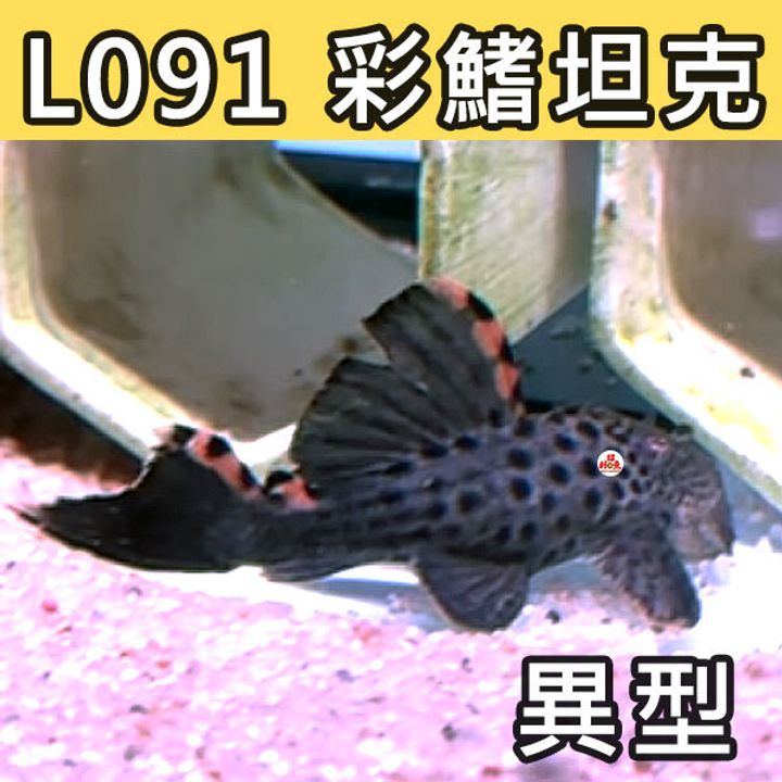 G08-L091-彩鰭坦克