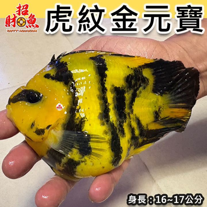 B68-虎紋金元寶-1