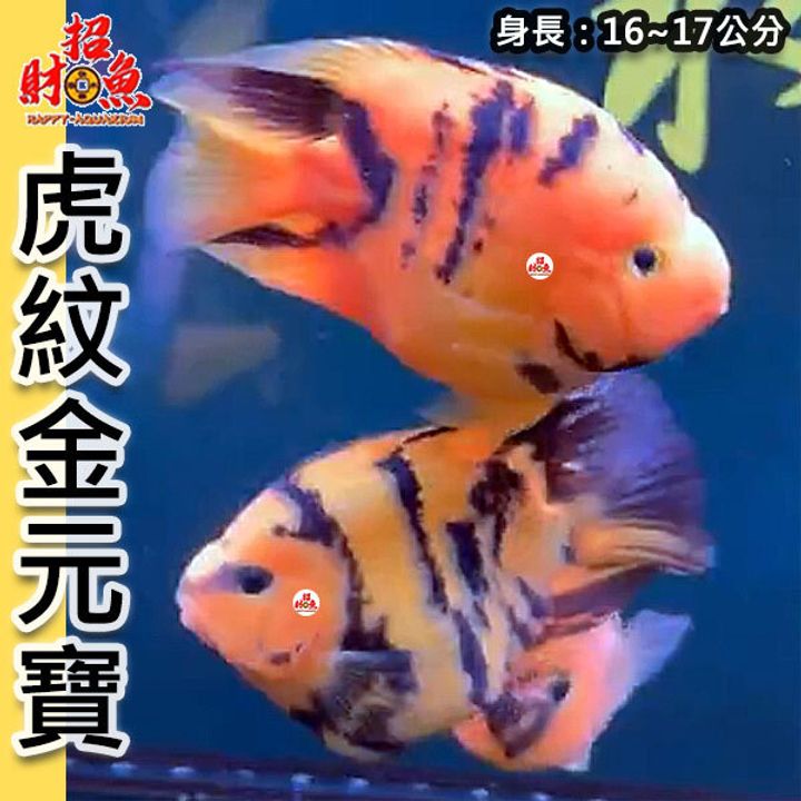 B68-虎紋金元寶-2