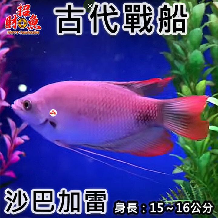 B69-龍魚缸友-古代戰船-沙巴加雷-2