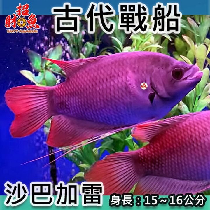 B69-龍魚缸友-古代戰船-沙巴加雷-1