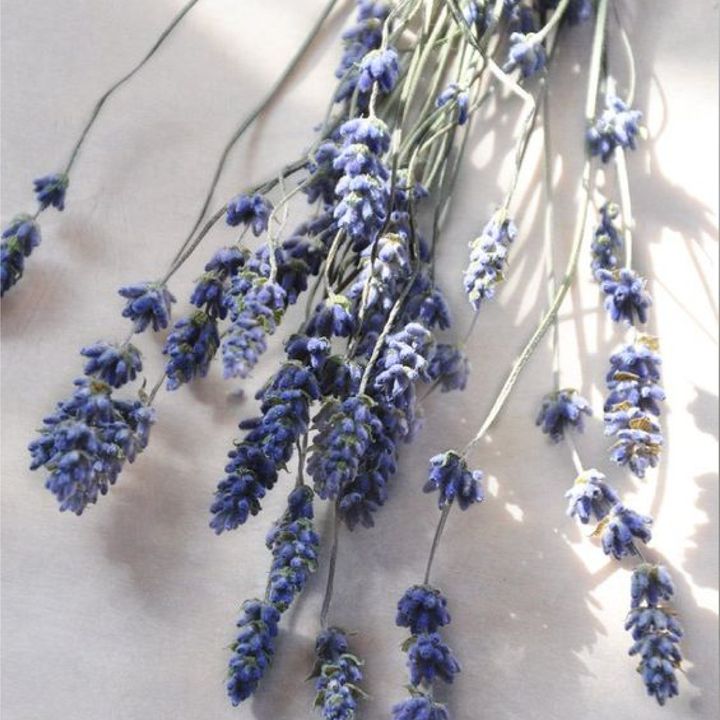 薰衣草_工作區域 1