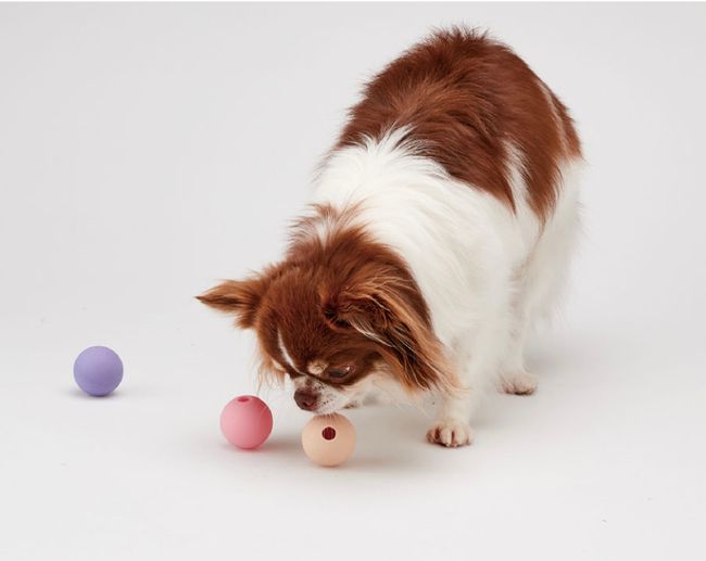 Arush | 韓國寵物選品店 | 本店主打 - 寵物玩具