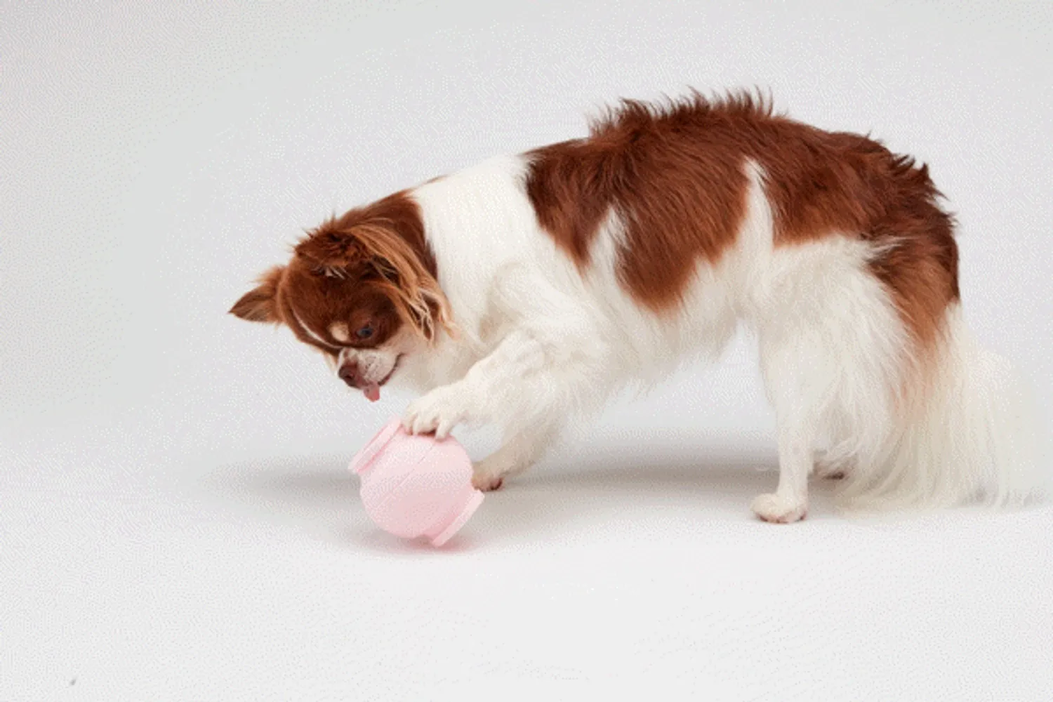 Arush | 韓國寵物選品店 | 註冊享有季節新品資訊