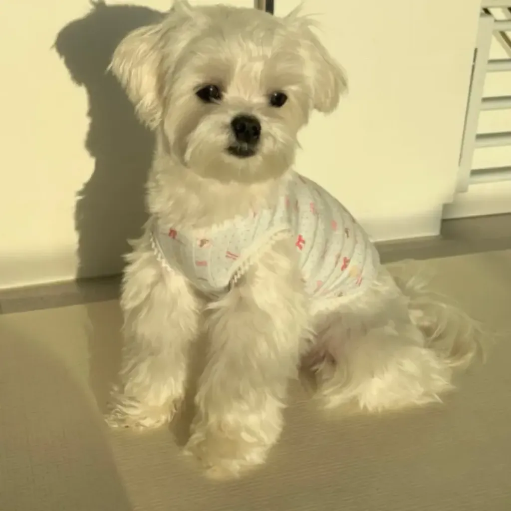 tw-11134207-820li-ml4bfeit52bn64@resize_w900_nl