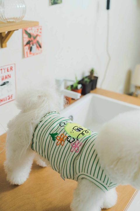 image_1741690082738_1000