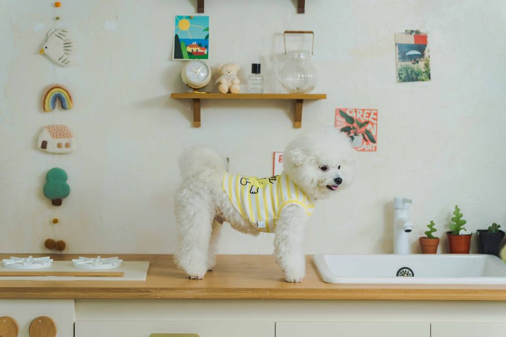 image_1741690335230_2500