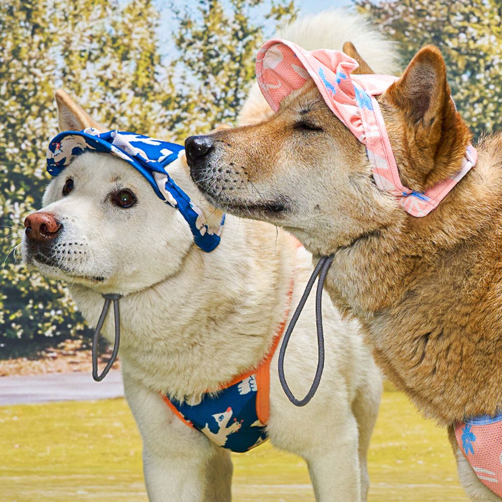 850727b085e9057fe15c7a68c52bda10