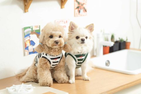 image_1746778485206_2500