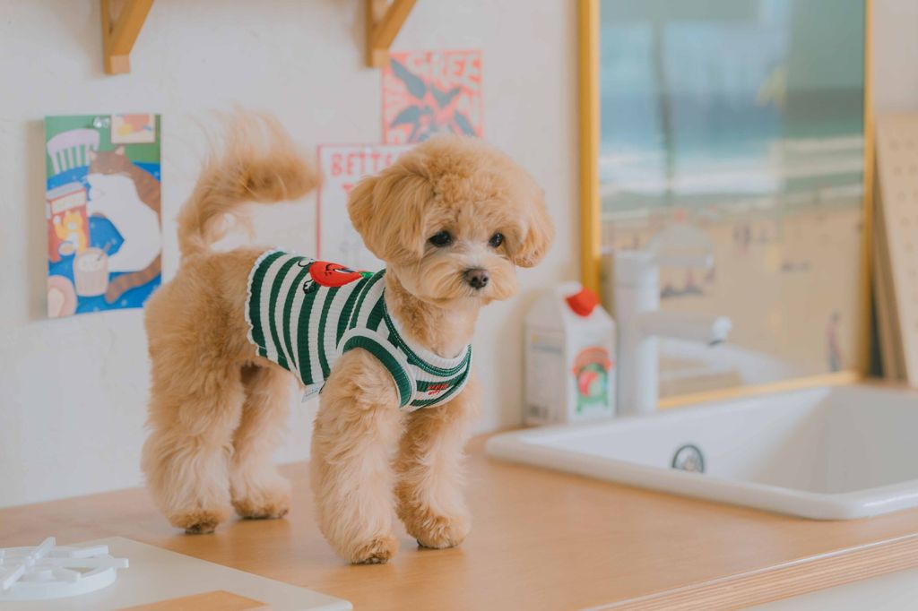 image_1707658284838_2500