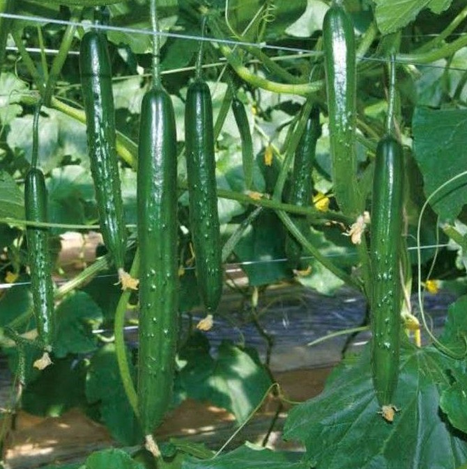 bmn-11-1