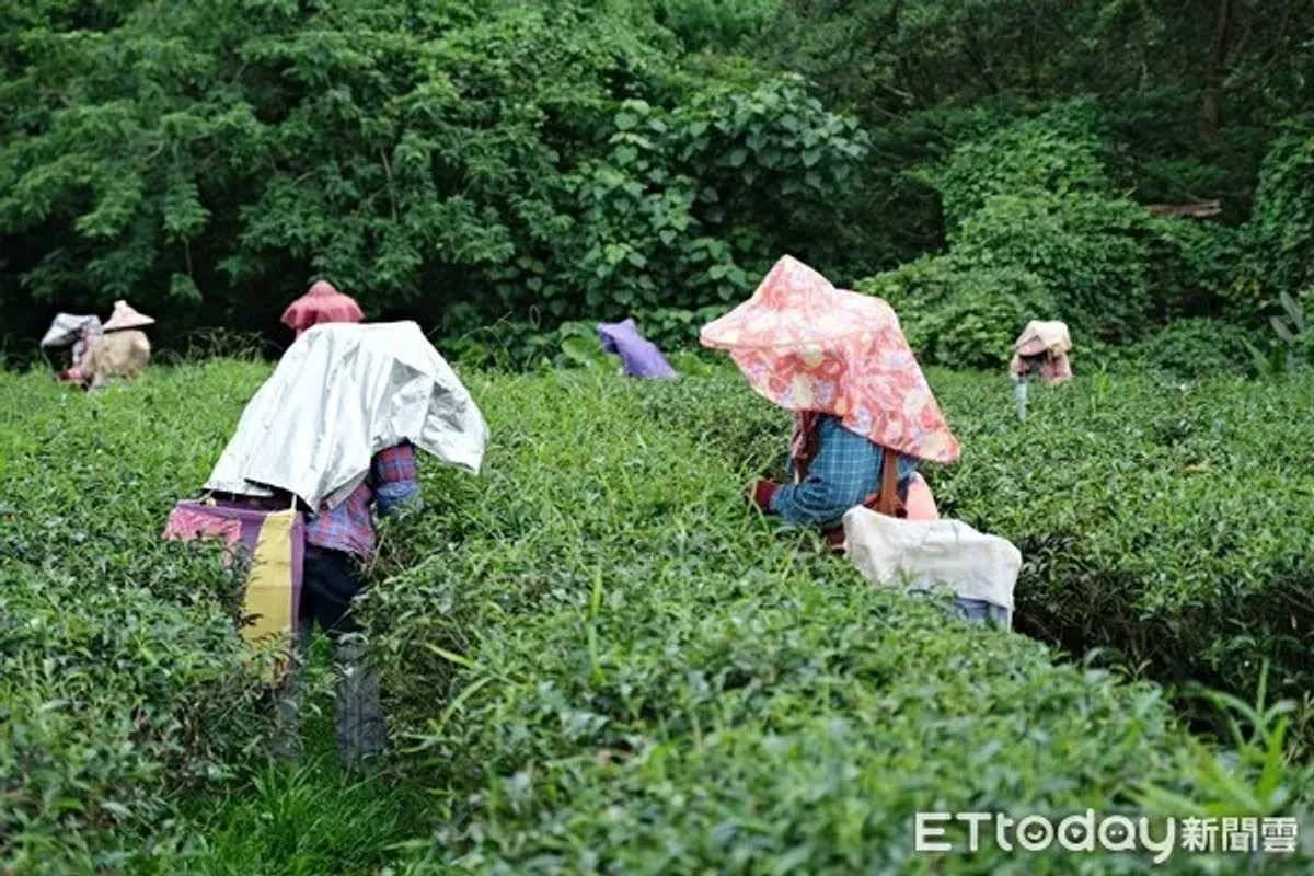 茶葉玩出新花樣！26歲女孩回台東茶園幫老爸「第一次參賽就冠軍」