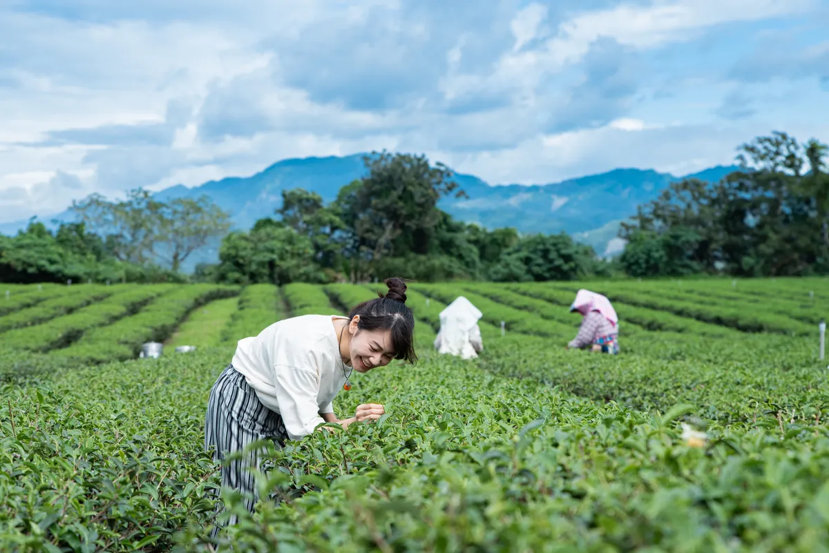 林廷瑀 創設女兒不懂茶一泡而紅