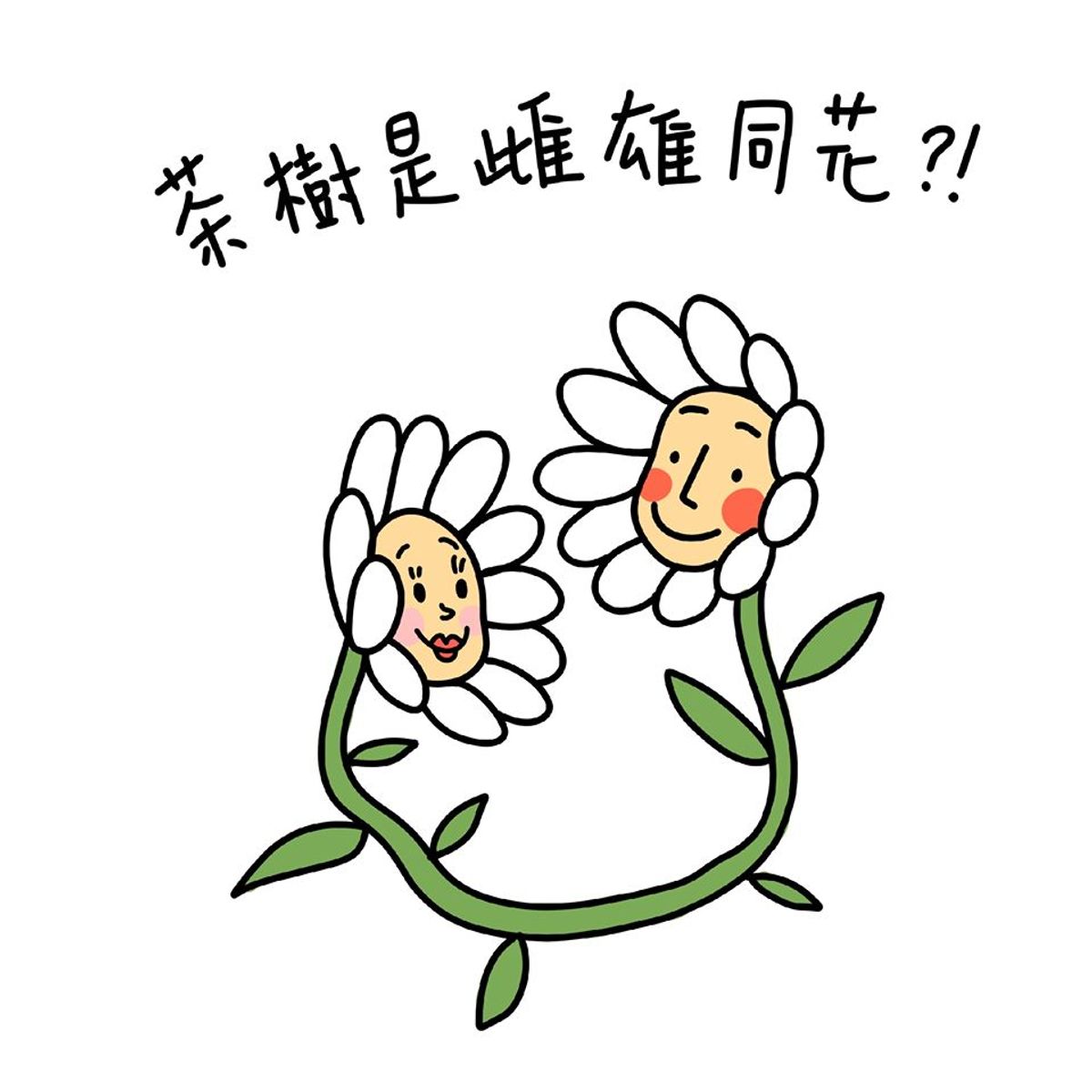茶樹是雌雄同花?!