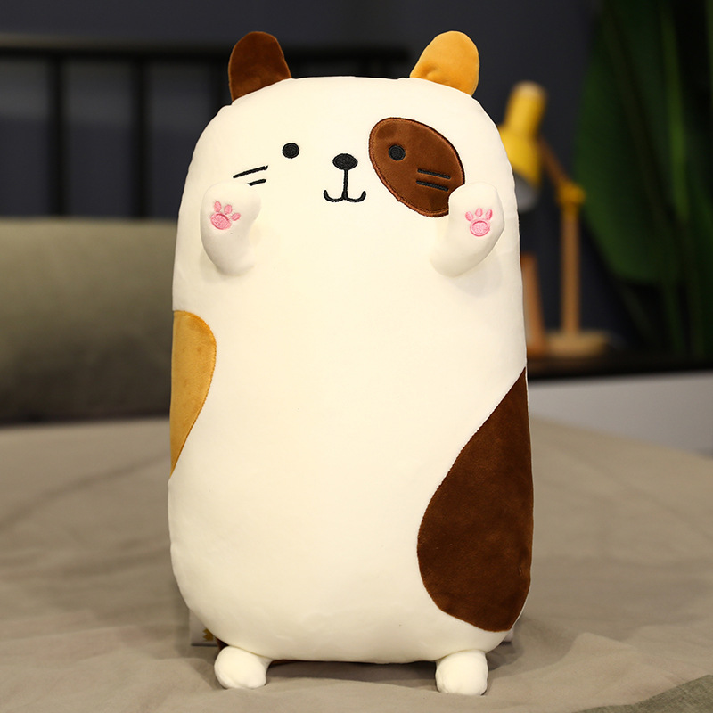 Calico Cat