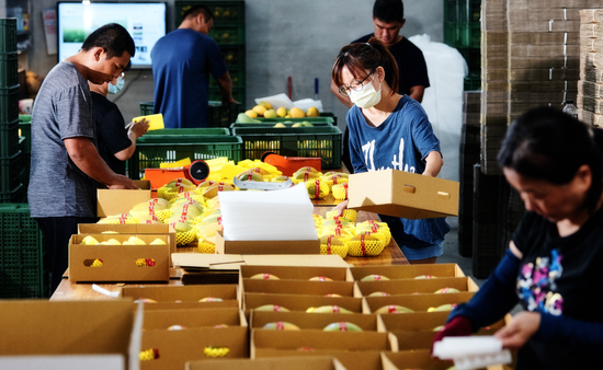  | 夏雪芒果專賣店｜太陽農場-外銷級夏雪芒果農場