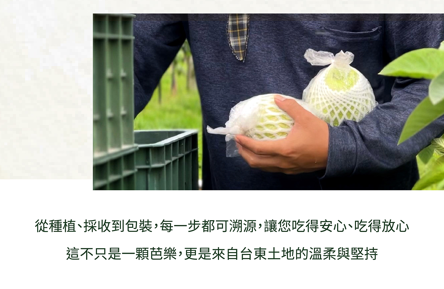 珍翠芭樂商說-01_07