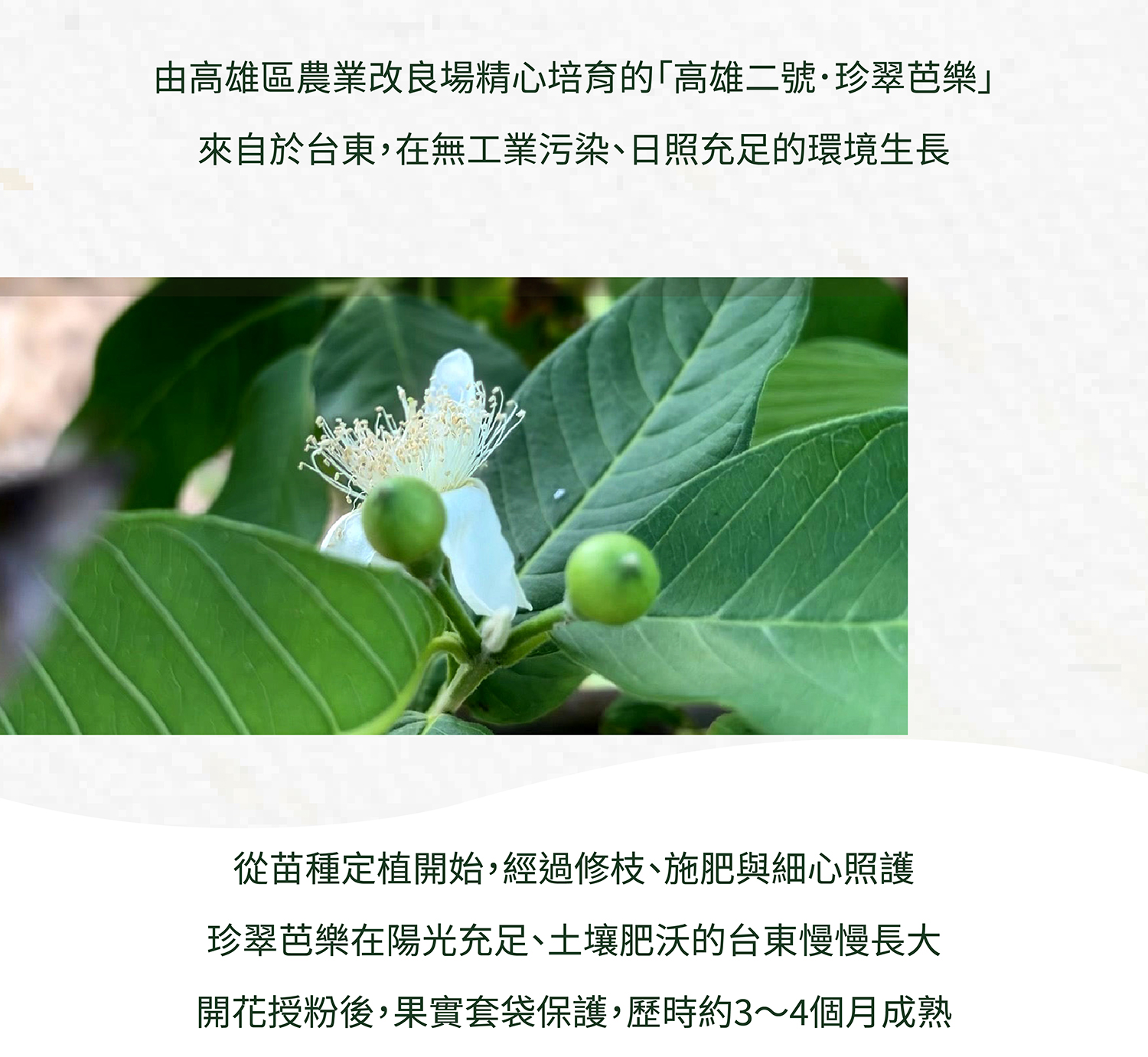 珍翠芭樂商說-02_02