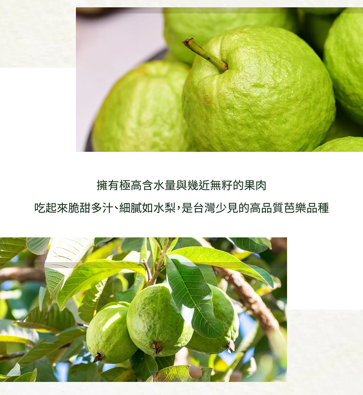 水蜜芭樂商說-01_04