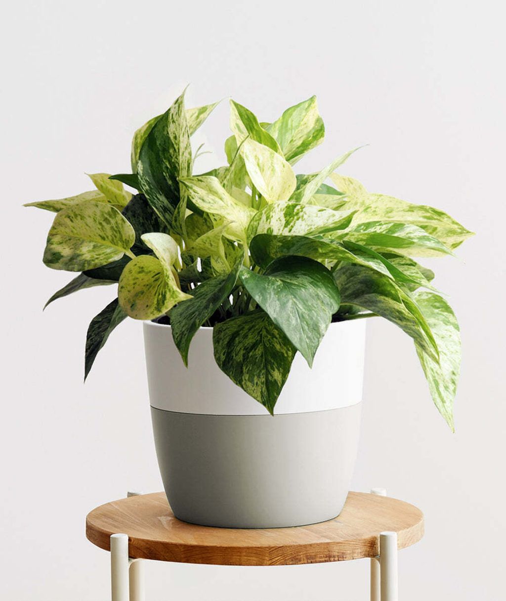 medium-plant-marble-queen-dovegrey-pot