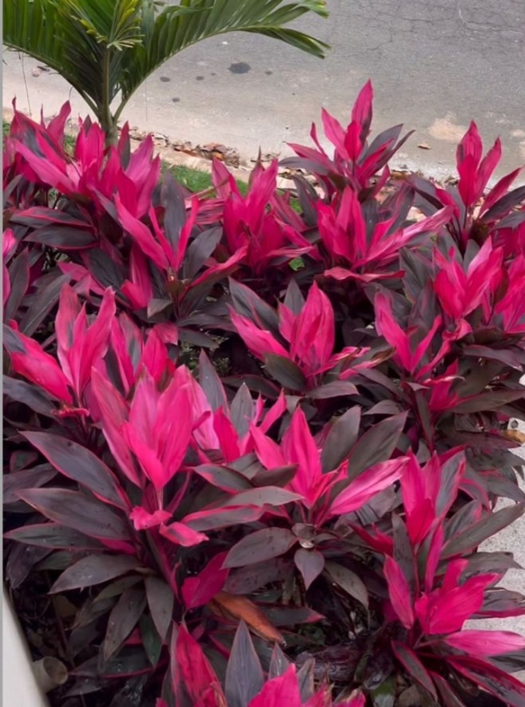 Screenshot_20230125-085815_Pinterest