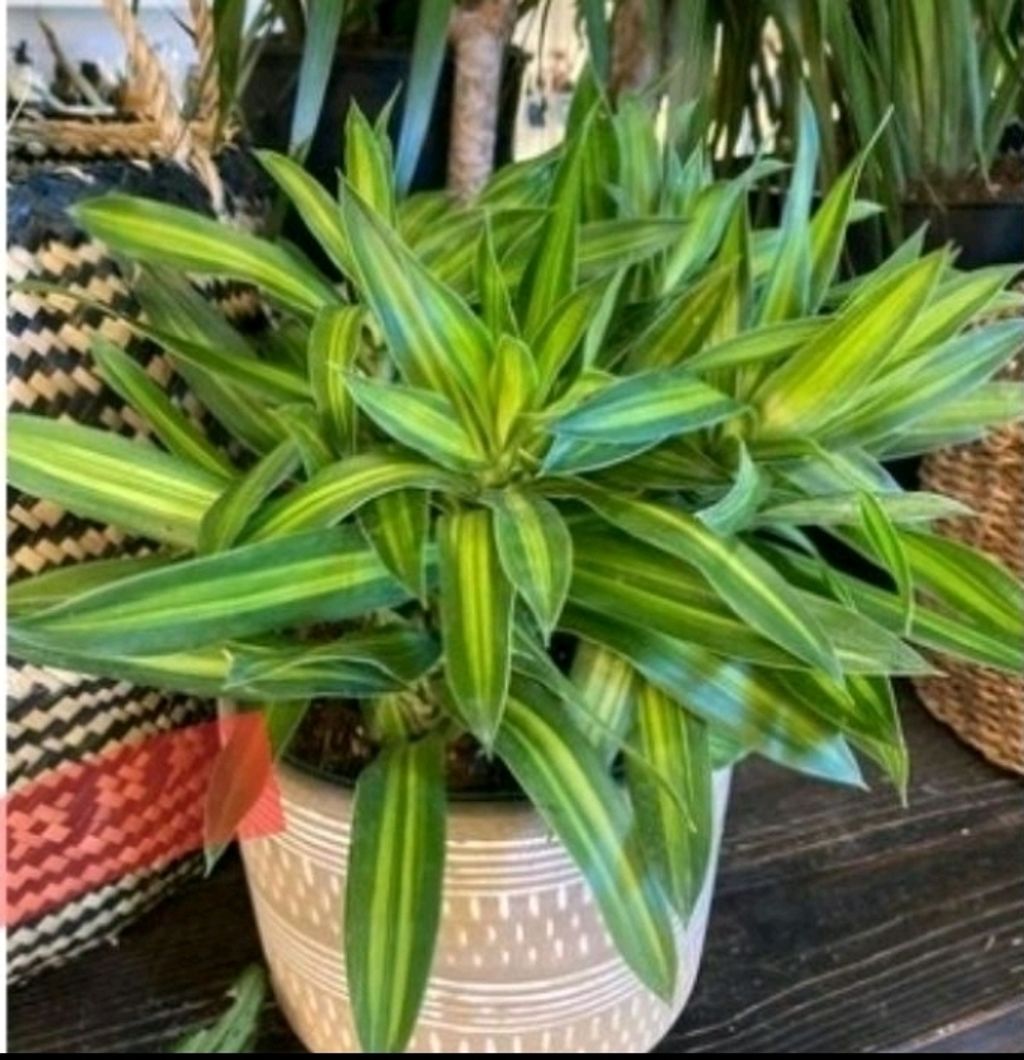 Screenshot_20230127-010418_Shopee