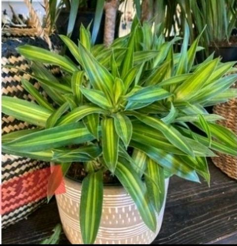 Screenshot_20230127-010418_Shopee