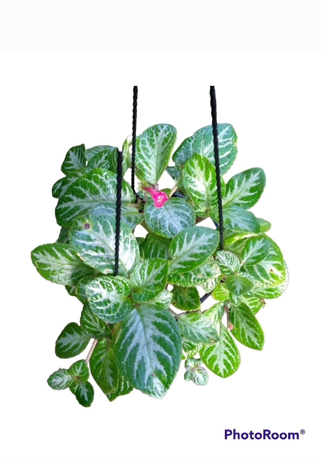 Screenshot_20230130-223300_Gallery