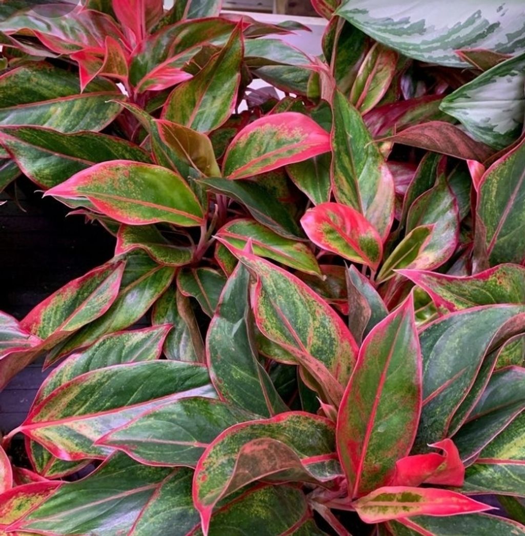 Screenshot_20230110-005748_Pinterest